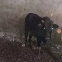 گوساله فروشی