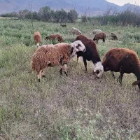 بره