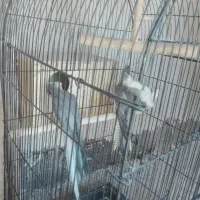 عروس هلندی|پرنده|شیراز, گلشن|دیوار