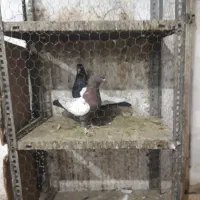 دورنگ دمسیاه|پرنده|قزوین, |دیوار