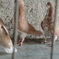 دوکت پلاکی کاکولی ، میولمنز، خوشرنگ ، سرور ، شامی|پرنده|مبارکه, |دیوار