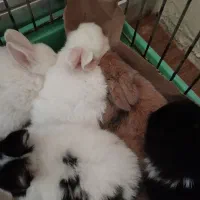 بچه خرگوش نیمه لوپ|موش و خرگوش|بندر انزلی, بشمن|دیوار