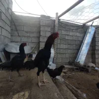 خروس اوشامو