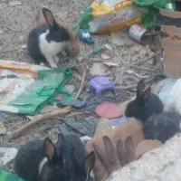 خرگوش
