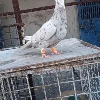 کرم دم سفید