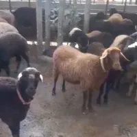 تعداد ۳۰ راس میش مولد آبستن. قوچ خورده
