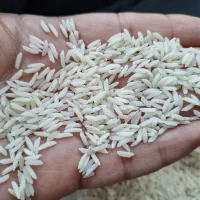 برنج هاشمی خالص درجه ۱ تضمینی فوری