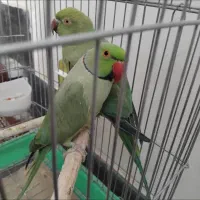 گرینچیک یلوسایدویه جفت ملنگو ویه جفت عروس آلبینو