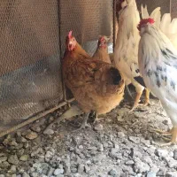 جوجه مرغ|حیوانات مزرعه|رودان, |دیوار