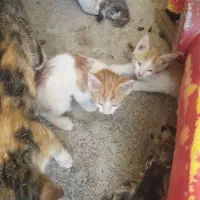 گربه با سه عدد بچه