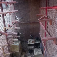 قفس فنسی|لوازم جانبی حیوانات|ماهان, |دیوار