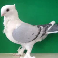 کبوتر بلژیکی