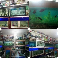 ماهی واکواریوم برکه کاشمر