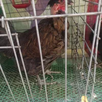 مرغ محلی|حیوانات مزرعه|قم, هنرستان|دیوار