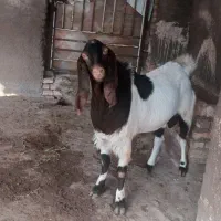 بزری|حیوانات مزرعه|میان جلگه, |دیوار