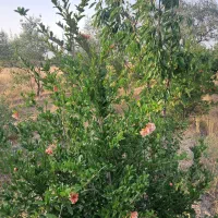 زمین صنعتی