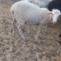 یک بره نره لاکن ۷ ماهه