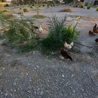 کارگر باغ