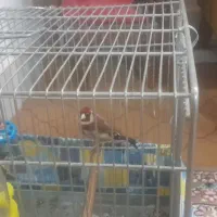 سهره بخون دوساله