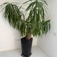 یوکای بسیار بزرگ و زیبا|گل و گیاه طبیعی|اصفهان, مرداویج|دیوار