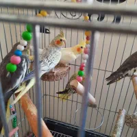 عروس هلندی وبرزیلی