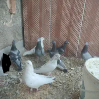 کبوتر شهرستانی|پرنده|یزد, |دیوار