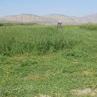 یونجه