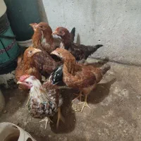 جوجه مرغ و خروس جوان|حیوانات مزرعه|ورامین, ورامین|دیوار