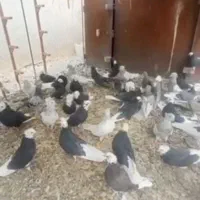 پلنگ شازده کله ای بار جدید رسید