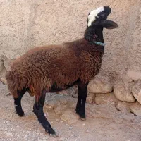 بره قوچ شال اصیل