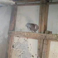 کبوتر تکپرساده|پرنده|گمیشان, |دیوار