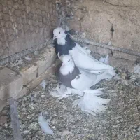 طوقی پاپر|پرنده|مبارکه, |دیوار