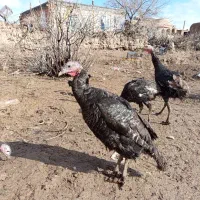 بوقلمون برنز