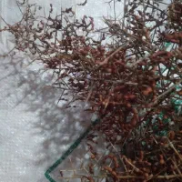 خار خوراک دام