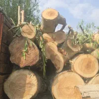 خرید انواع چوب باغی به صورت عمده