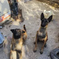 توله سگ مالینویز ماده|سگ|جیرفت, |دیوار