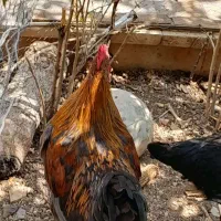 خروس خانگی