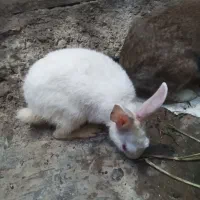 خرگوش بازیگوش دونه 400