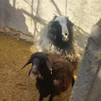 سه عدد شیشک درجه یک|حیوانات مزرعه|سرچهان, |دیوار