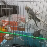 جوجه عروس هلندی