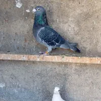 کبوتر|پرنده|آبیک, |دیوار