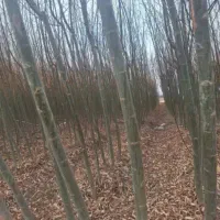 فروش نهال صنوبر تمرکز بر رشد سریع و سود آوری|خدمات باغبانی و درختکاری|رشت, نظری|دیوار