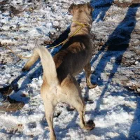 سگ سرابی|سگ|ترکمانچای, |دیوار