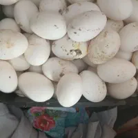 تخم غاز و تخم مرغ کردی محلی تازه