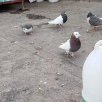 کلاغ کربلایی و دم سفید و طوقی و ساده و کله دم