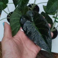 آلوکازیا رگال شیلد|گل و گیاه طبیعی|خمینی‌شهر, |دیوار