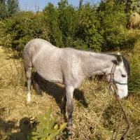 یه عدد مادیان چهارسال زیبا و عزیز|اسب و تجهیزات اسب‌سواری|سرپل ذهاب, |دیوار