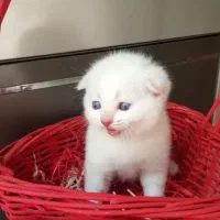 اسکاتیش بیریتیش دابل فلد با اصالت خالص خانگی