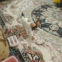 ی گربه خیلی مهربون و ماده