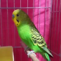 مرغ عشق کارداده|پرنده|اصفهان, جلفا|دیوار